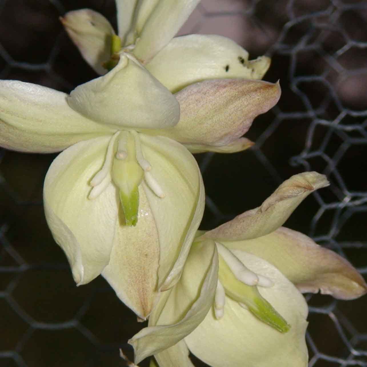 Receptive distal Yucca flowers