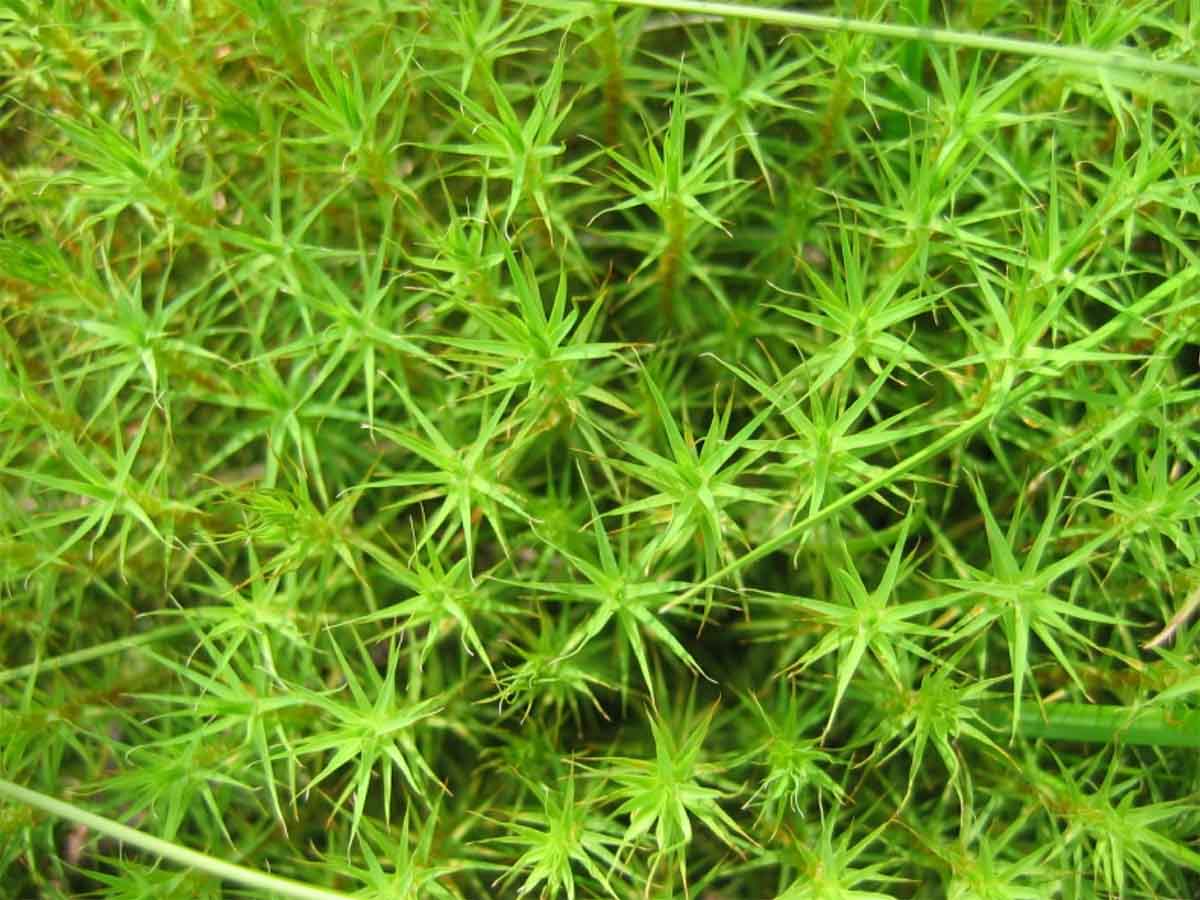 Associations between shoot-level water relations and photosynthetic responses to water and light in 12 moss species
