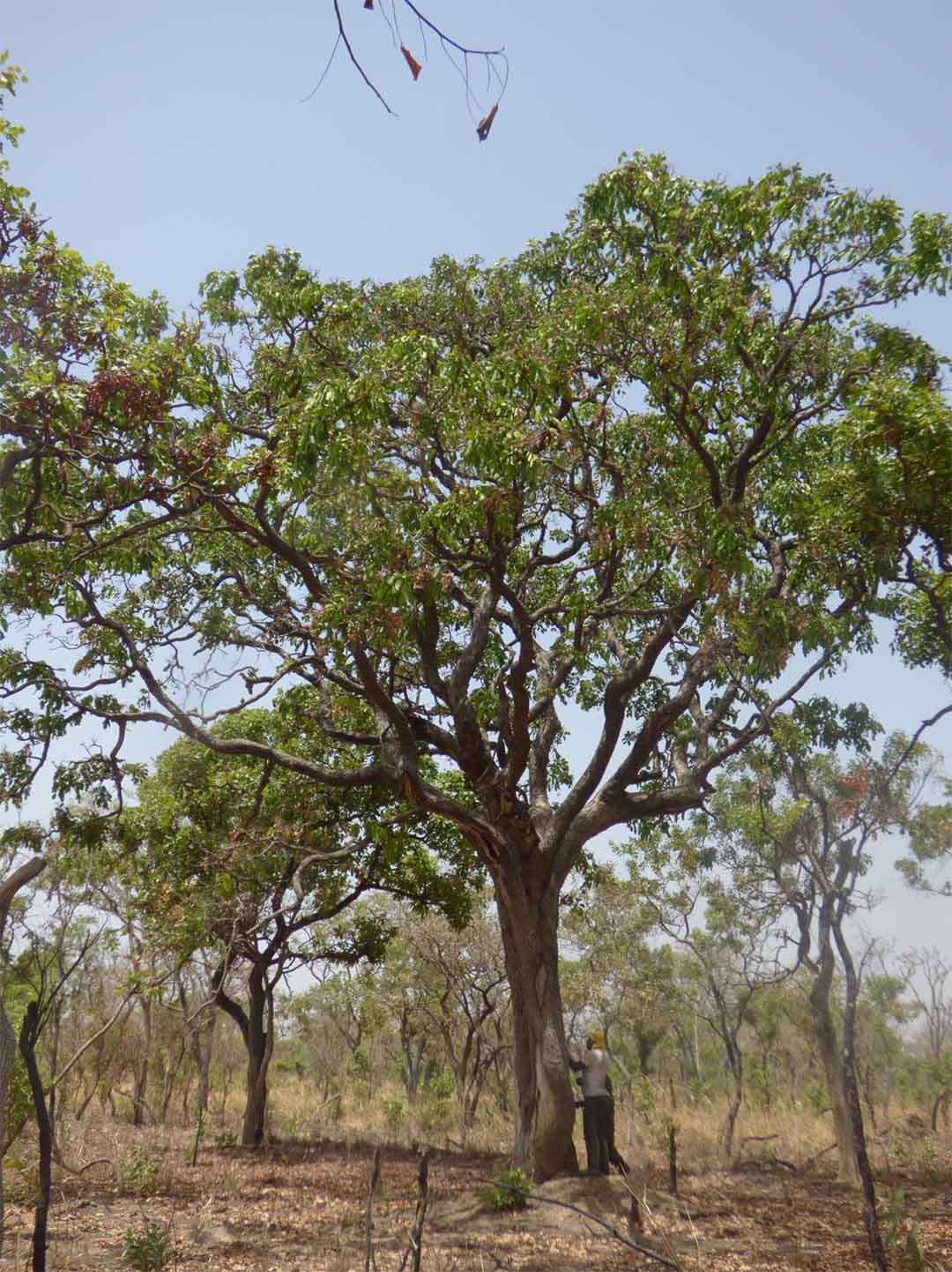 Afzelia Africana tree