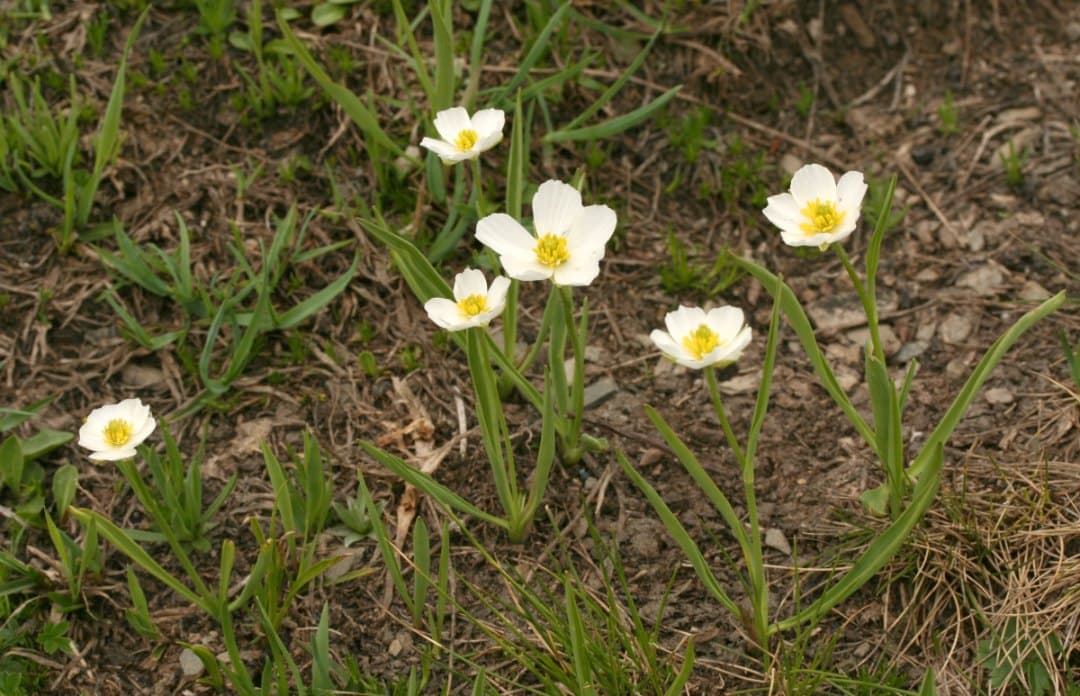 Ranunculus kuepferi