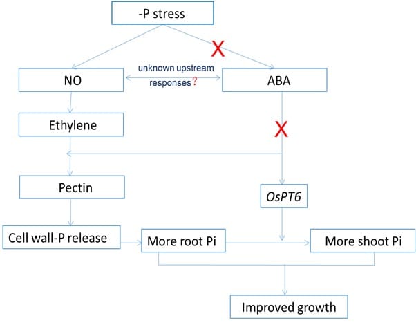 Model of P stress