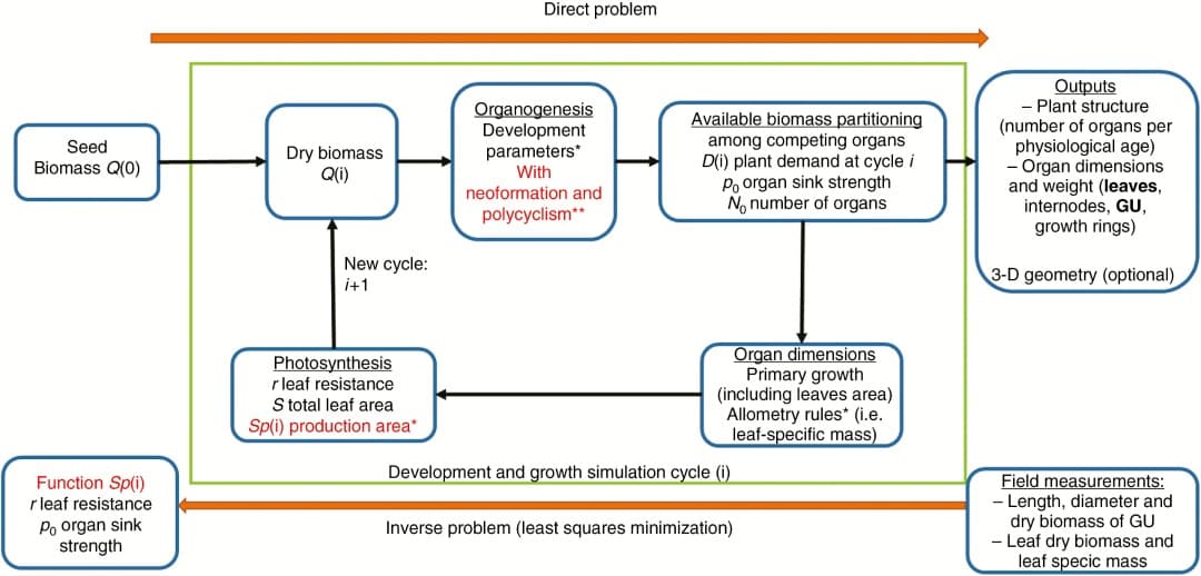Schematic representation of a simulation of the GreenLab model
