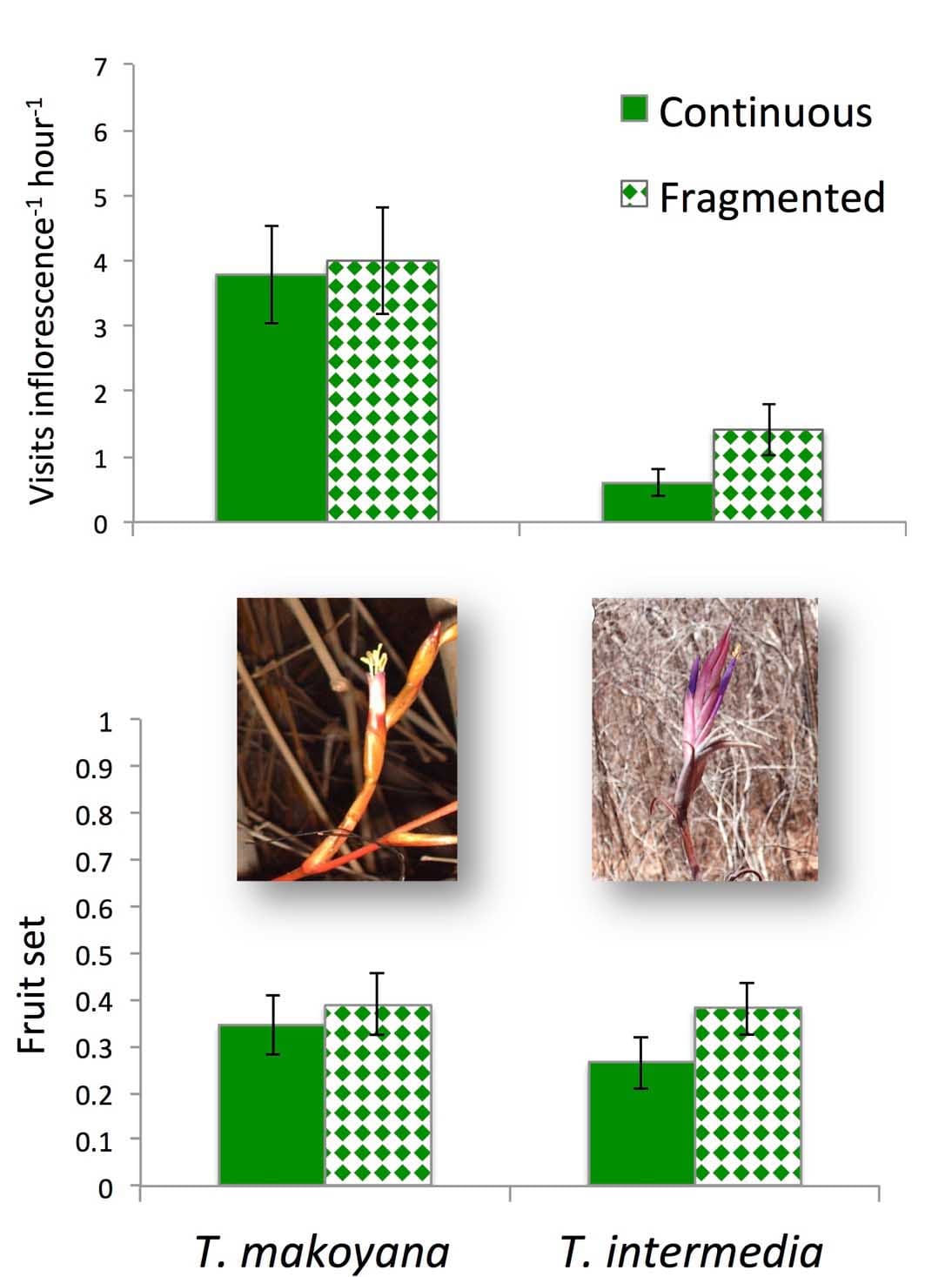 Pollinator visitation rates and fruit set of two Mexican dry forest Tillandsia species