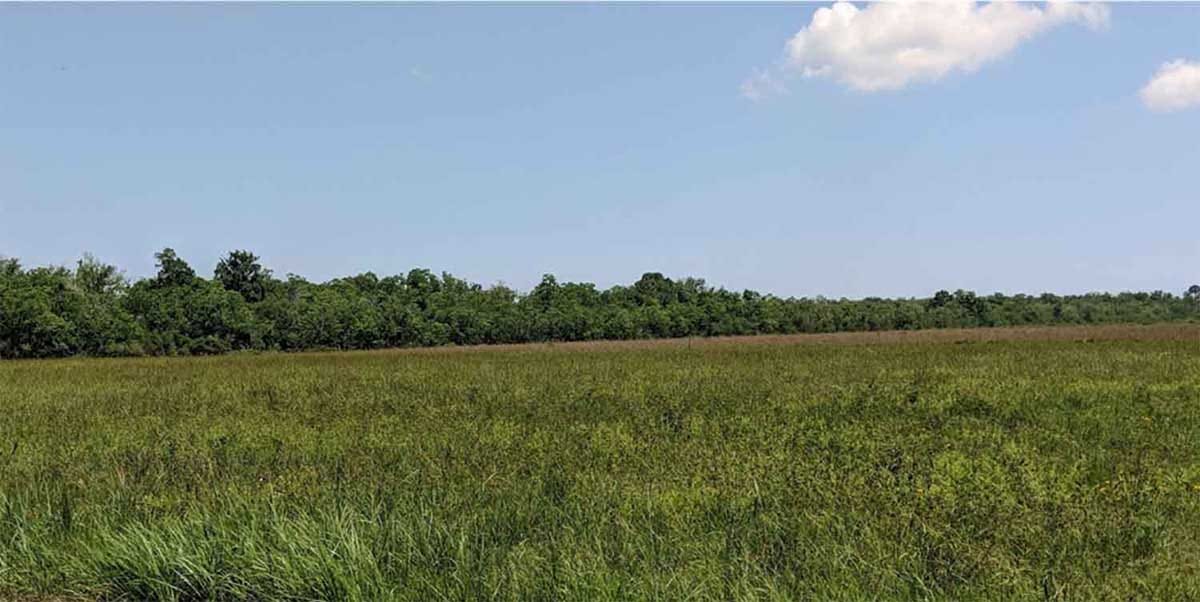 Interactions between plants and soil microbes may alter the relative importance of intraspecific and interspecific plant competition in a changing climate