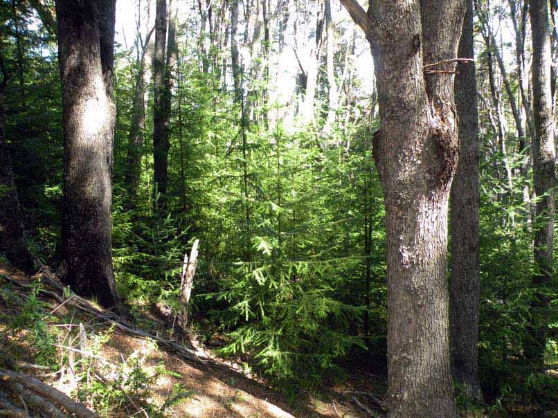 How are monospecific stands of invasive trees formed? Spatio-temporal evidence from Douglas fir invasions
