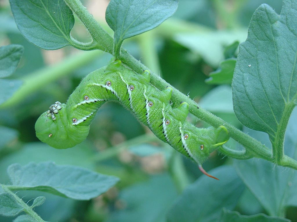 Tobacco hornworm on a tomato plant. From https://commons.wikimedia.org/wiki/File:Florida_tobacco_hornworm_Manduca-sexta.jpg