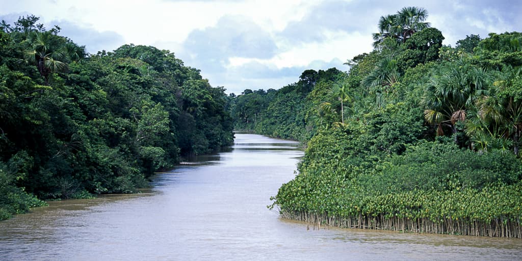 The Amazon