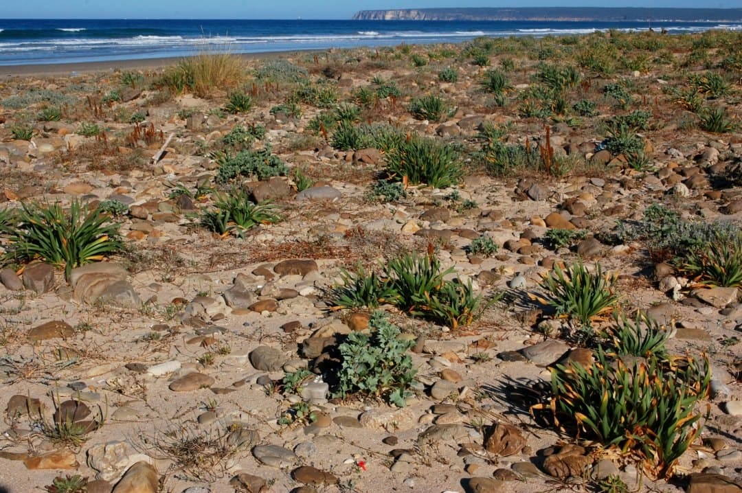Plants and flood risk in Annals of Botany