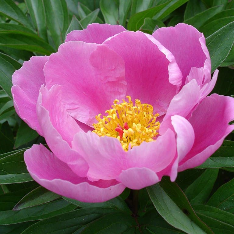 Paeonia lactiflora
