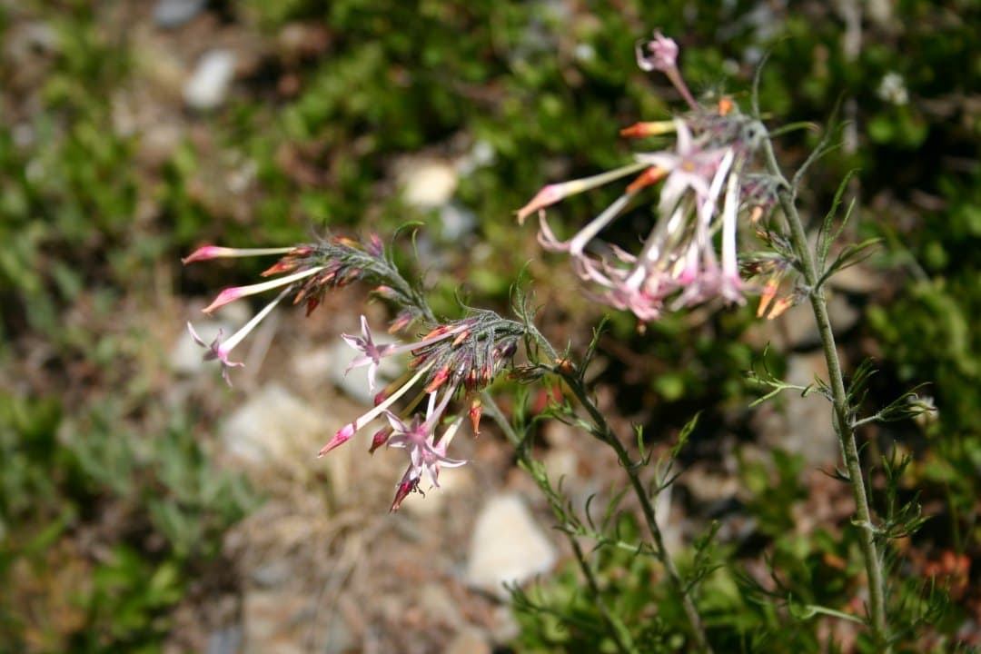 A hybrid population of plants with flowers