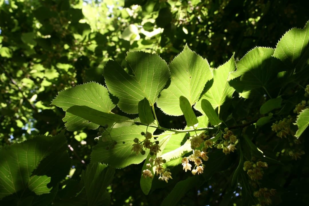 Leaves in dappled light