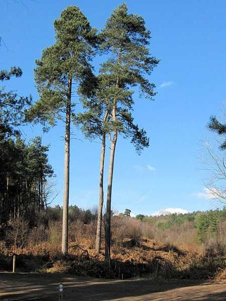 Pinus sylvestris
