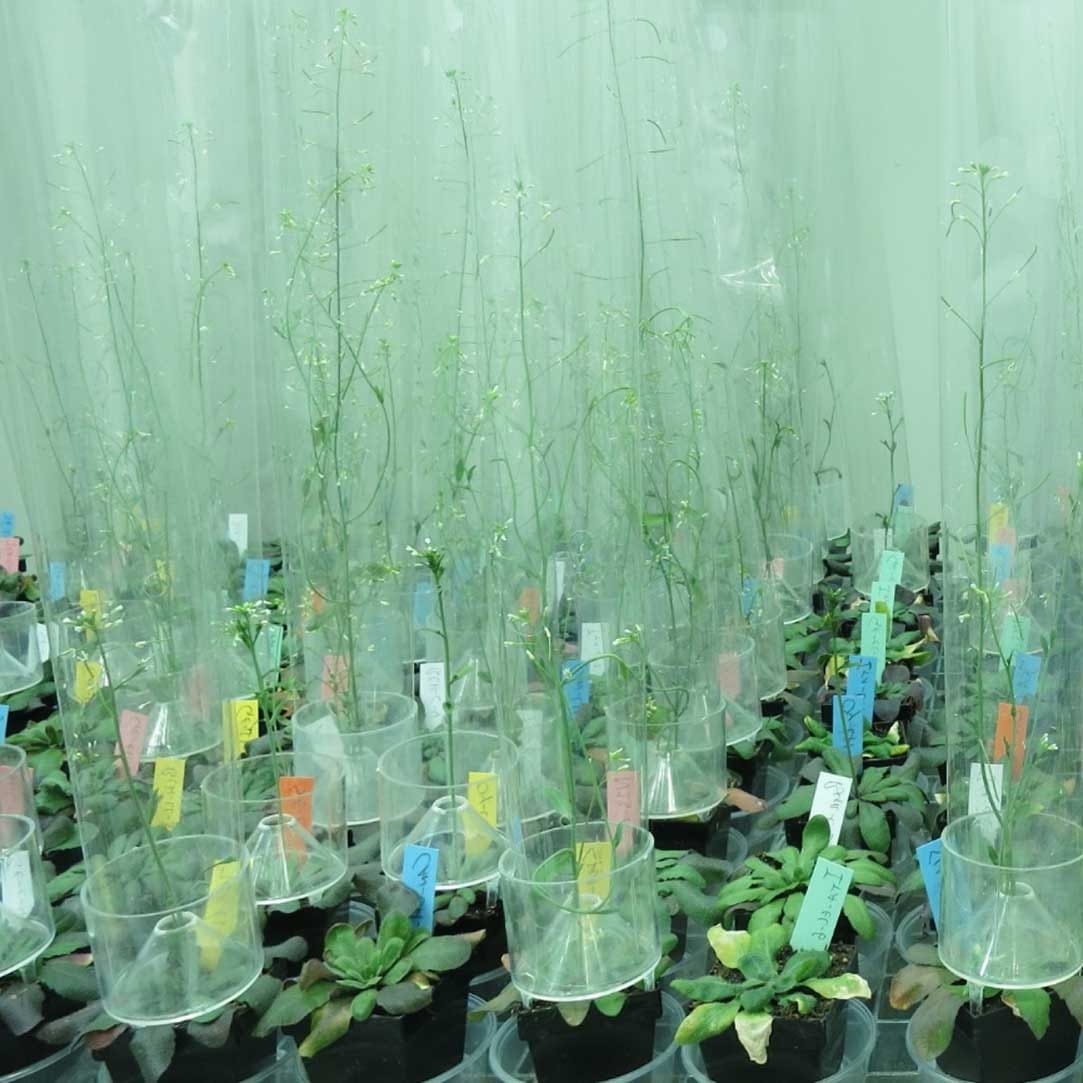 Experimental set up with Arabidopsis thaliana plants under various temperature treatments