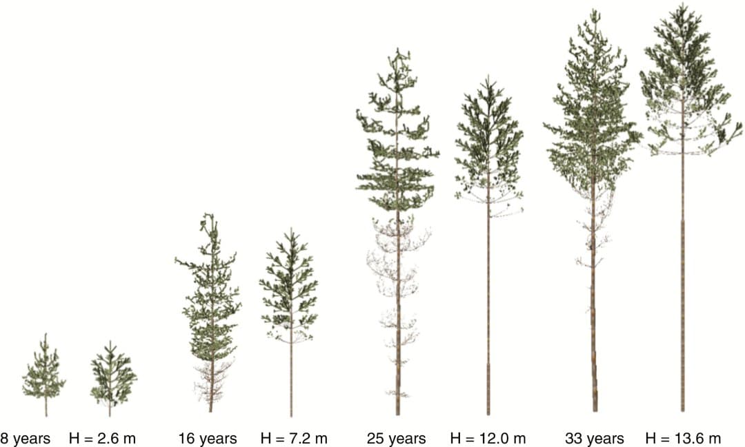 Scanned (left) and best fit trees (right)