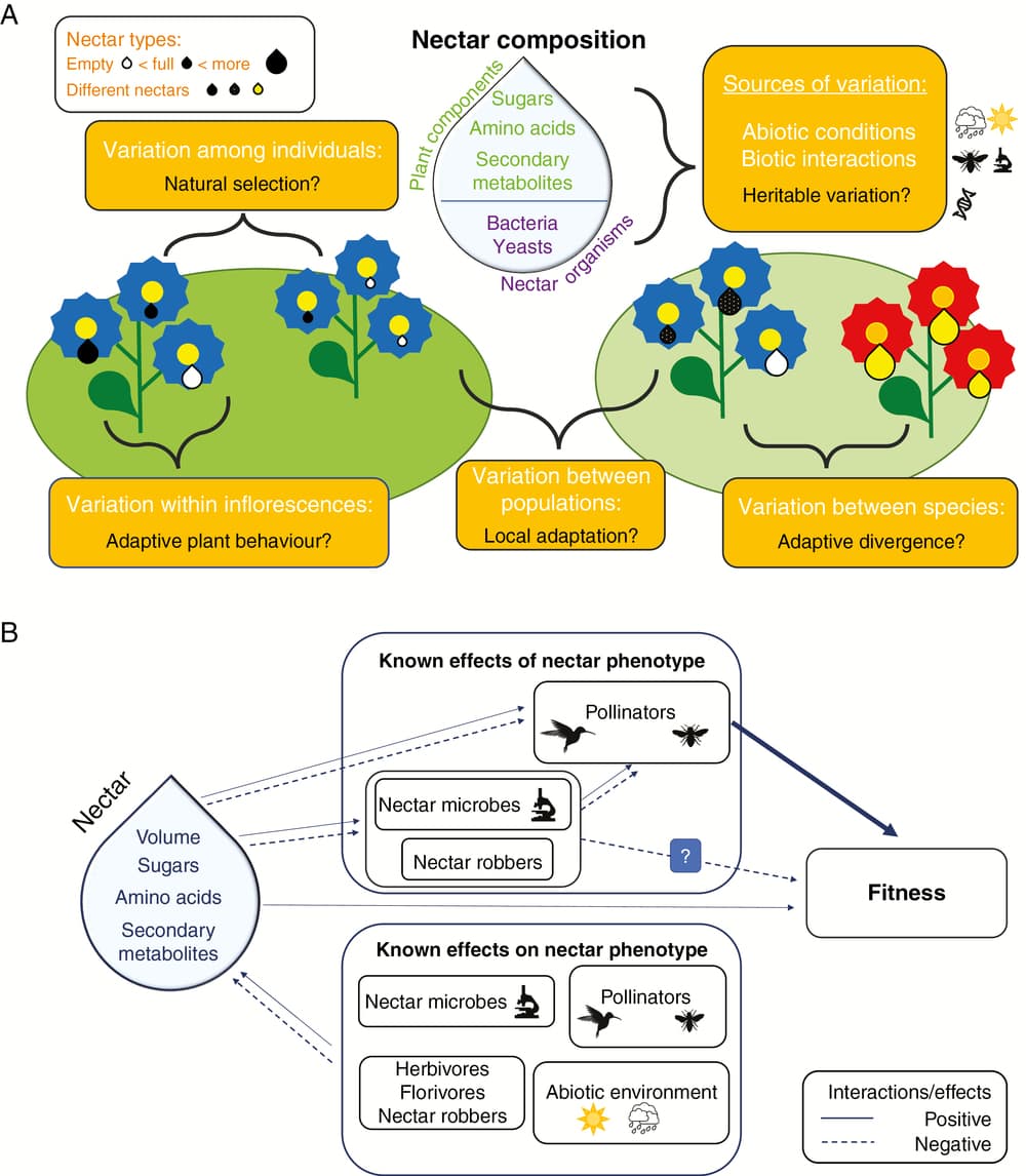 Conceptual diagram for sources of nectar variation