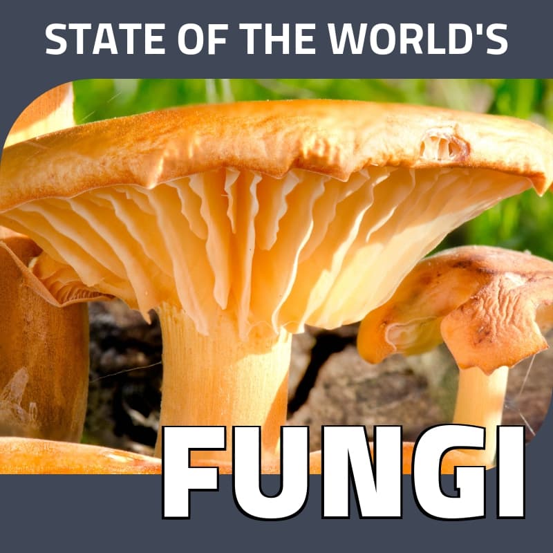 State of the World's Fungi