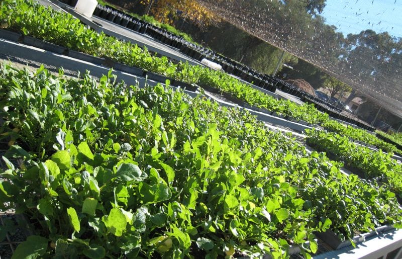 Wild radish seedlings growing outdoors in late autumn
