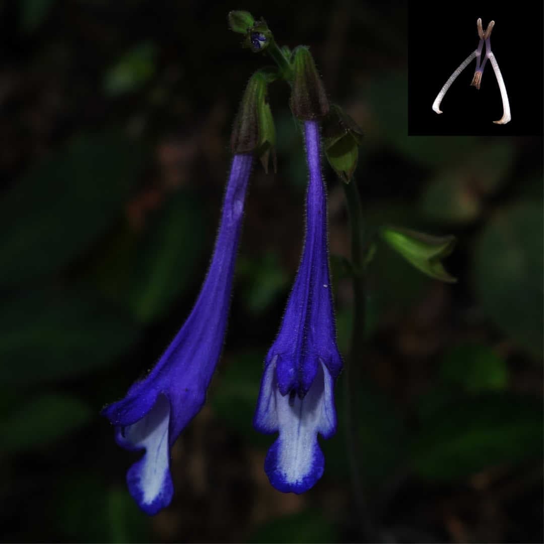 Flower morphology of Salvia sonchifolia
