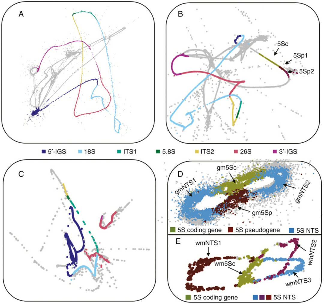 Projections of RepeatExplorer graphs representing rDNA units in gnetophytes
