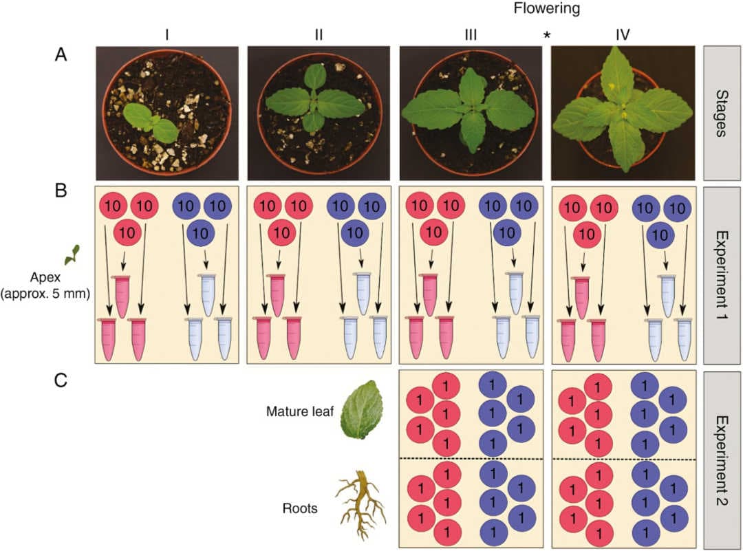 Images of the typical (male) plant phenotype at each of the four growth stages studied.
