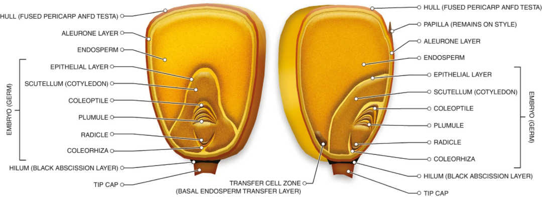 Structure of a maize