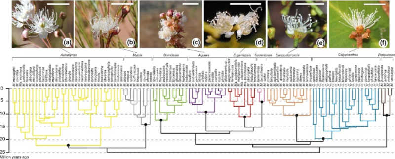 Floral similarity across the Myrcia phylogeny.