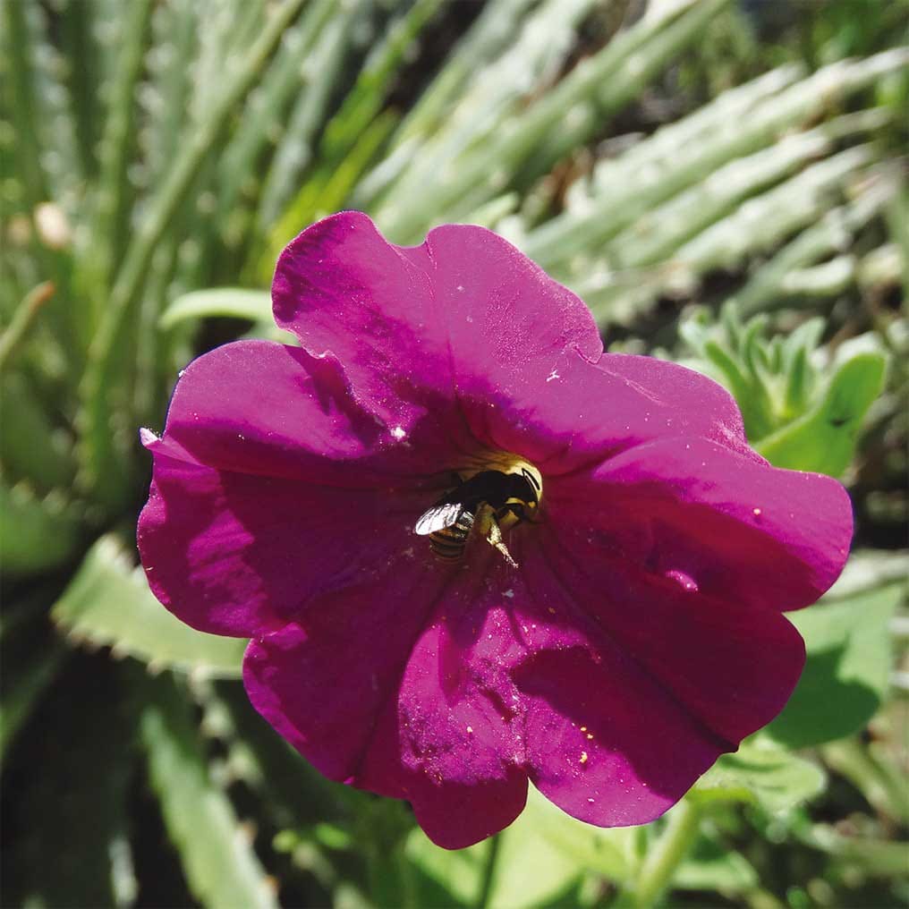 Petunia secreta and its bee pollinator