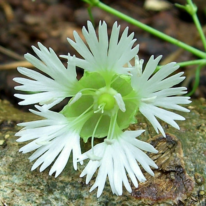 Silene stellata