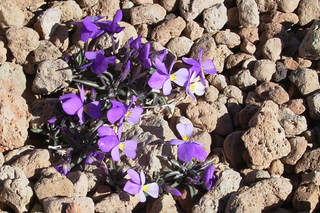 Viola cheiranthifolia
