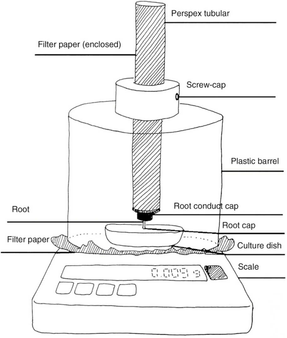 Sketch of the gadget for measuring mass (in grams) of roots of 3-day-old maize seedlings towards horizontal obstacles