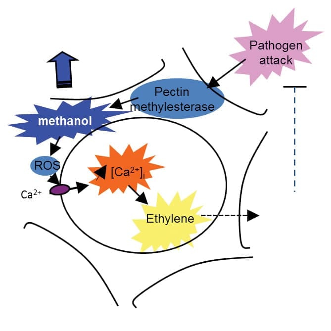 Cell signalling diagram
