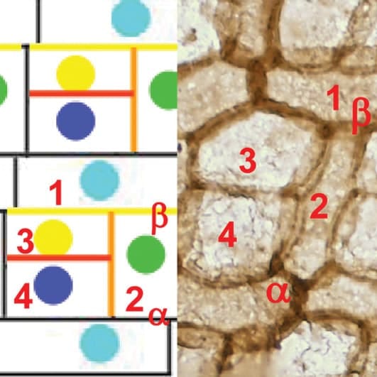 Moss cells and diagram