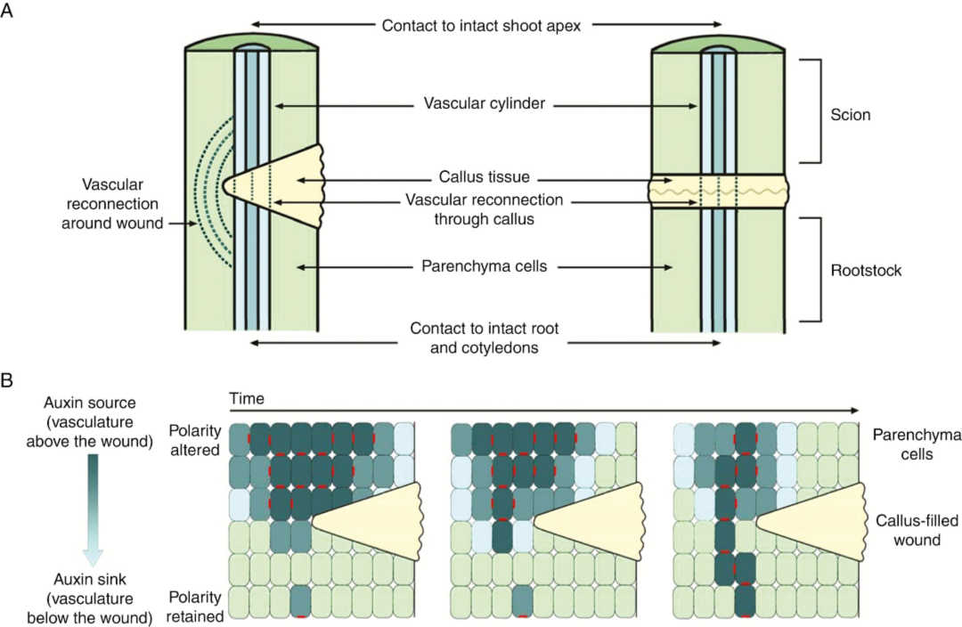 Vascular and polar auxin transport re-establishment after wounding or complete severing of the stem.