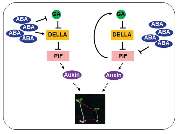 ABA function in inhibition of hypocotyl elongation