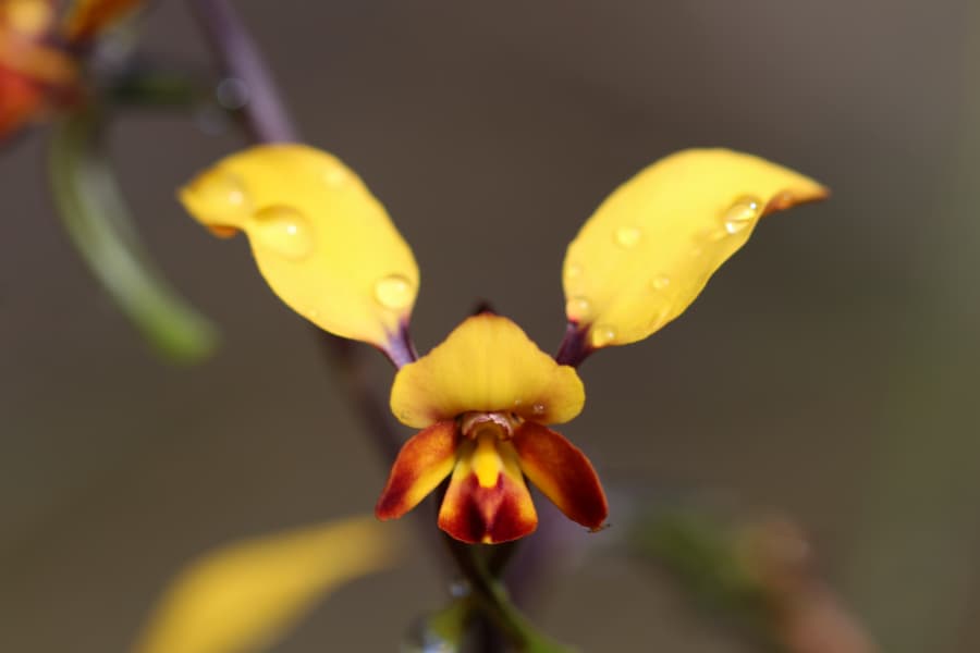 Diuris brumalis