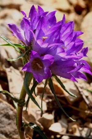 The endemic species used in this study