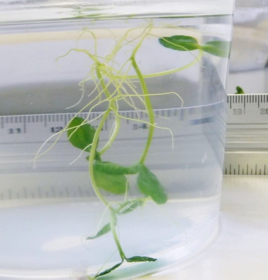 Underwater seedling of Genipa americana
