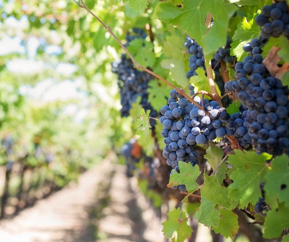 Grapes in the Napa Valley