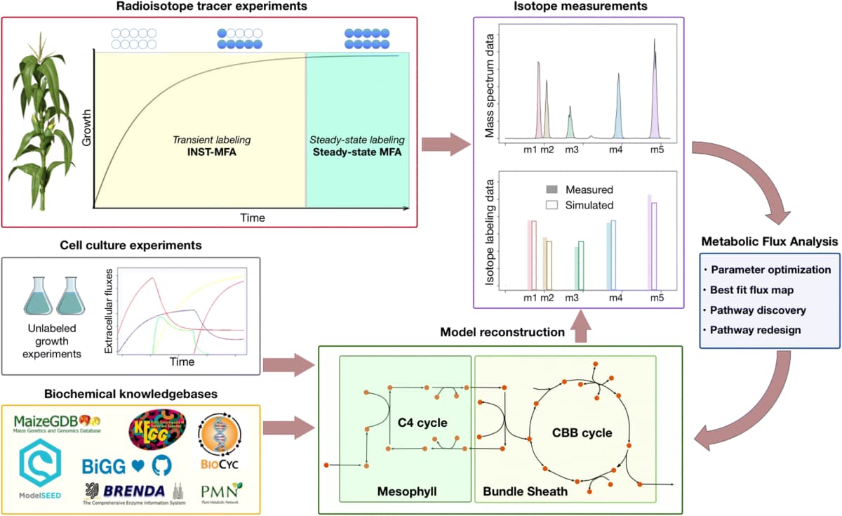 Dissecting metabolic flux in C4 plants: experimental and theoretical approaches