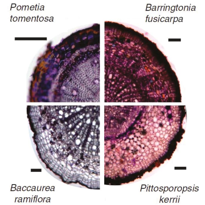 Cross sections of roots