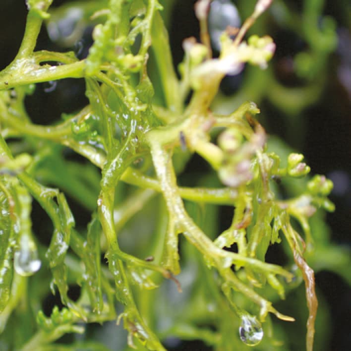 Diversity of silica bodies in Podostemaceae