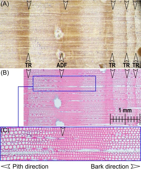 Microscopy images used in tree ring analyses