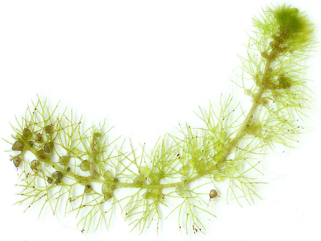 A stolon ofUtricularia vulgaris.