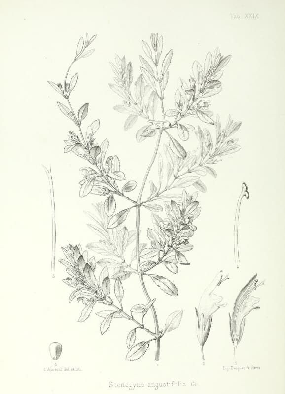 Stenogyne angustifolia drawing