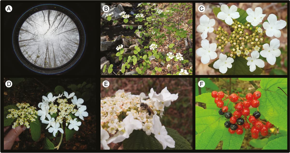 How can sterility make a plant more fertile?