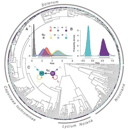 Phylogenetic relationships in the Solanaceae species