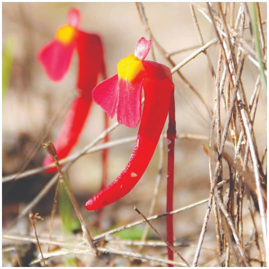 Utricularia menziesii
