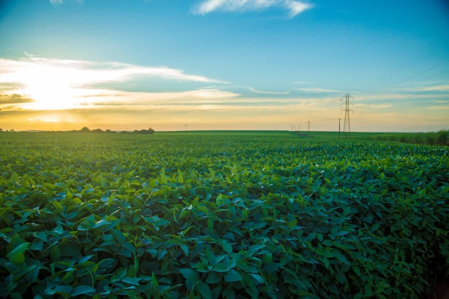 Soy plantation.