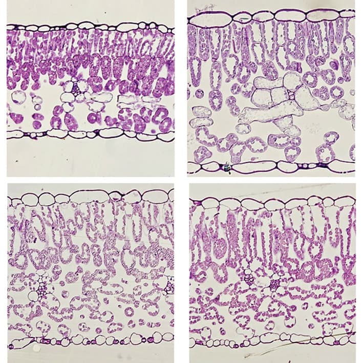 Cross-sections of legume leaves