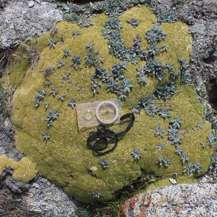 Vascular plants in an alpine cushion